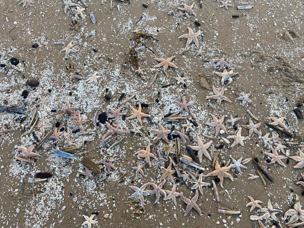 Guesthouse Katwijk Aan Zee Zewnętrze zdjęcie